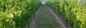 Vigneron de la vallée du Rhône : Domaine Soleyrade