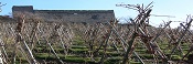 Vigneron de la vallée du Rhône : Les Vins de Vienne