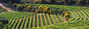Vigneron de la vallée du Rhône : Domaine  Gallety
