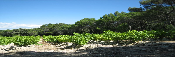 Vigneron de la vallée du Rhône : Domaine Cros de la Mûre

